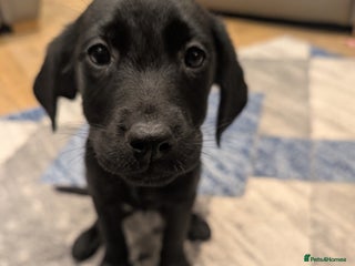 Labrador Retriever dogs KC Registered black labrador - Advert 14