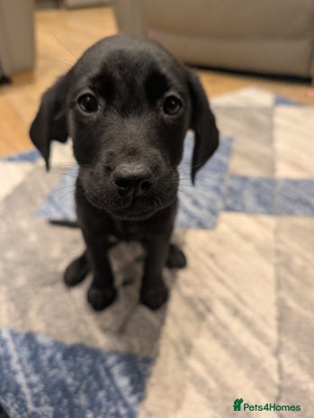 Labrador Retriever dogs KC Registered black labrador - Advert 9