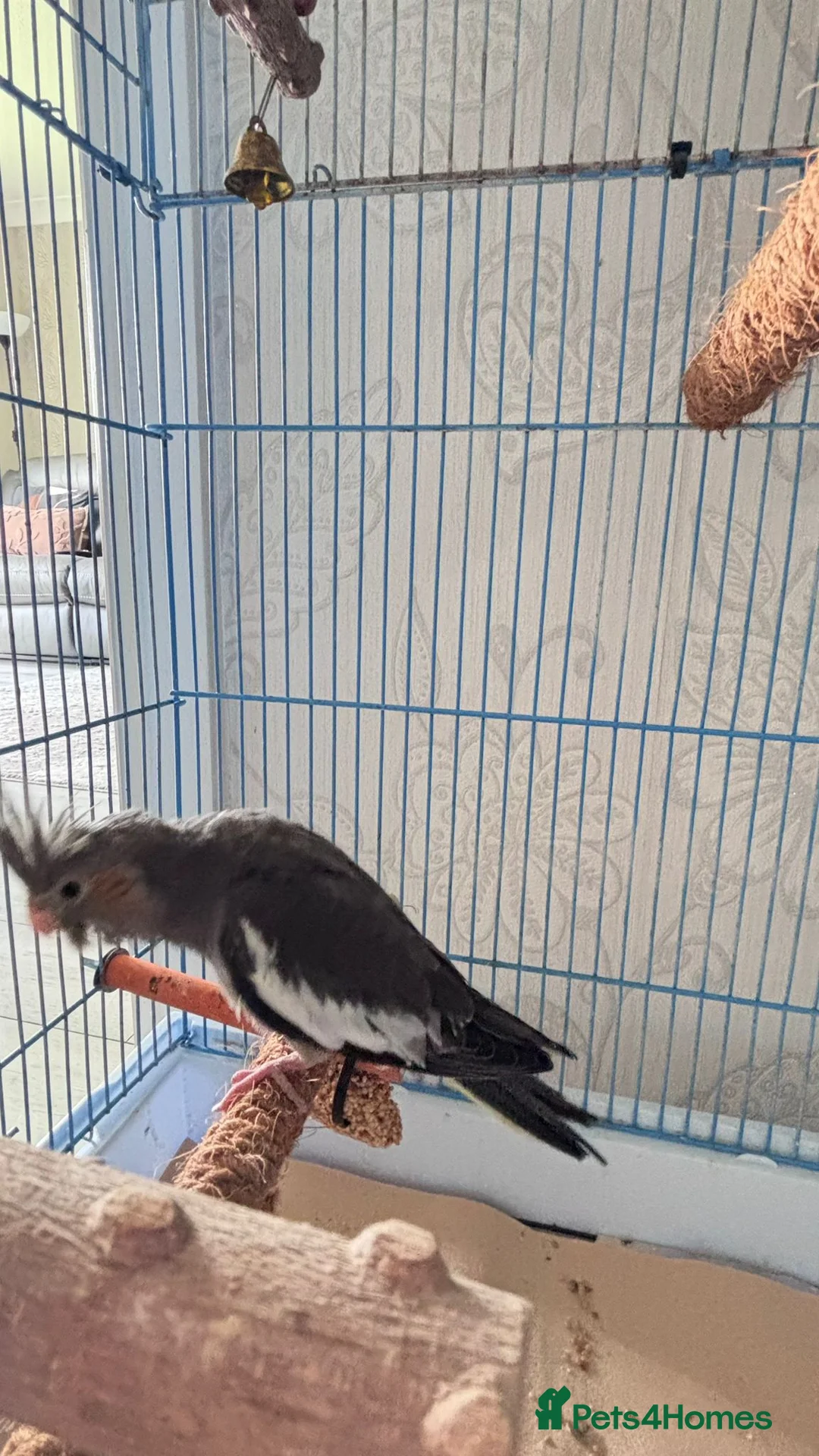 Cockatiels birds for sale: Hand Tame Grey Pied Cockatiel Chick - Advert 4