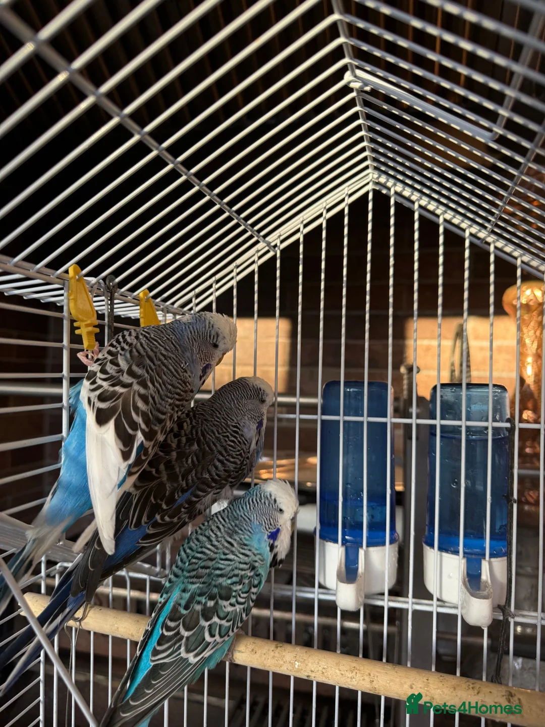 Budgerigars birds for sale: 3 Beautiful Budgies with Cage & Accessories in Maidstone - Advert 10