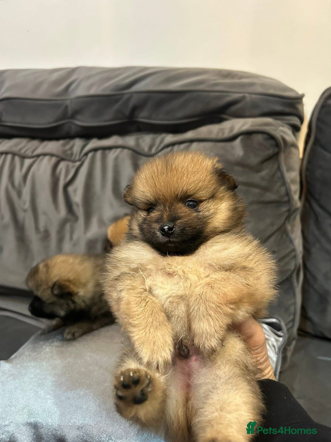 Pomeranian dogs for sale: **** ** ** POMERANIAN PUPPIES **** - Image 5