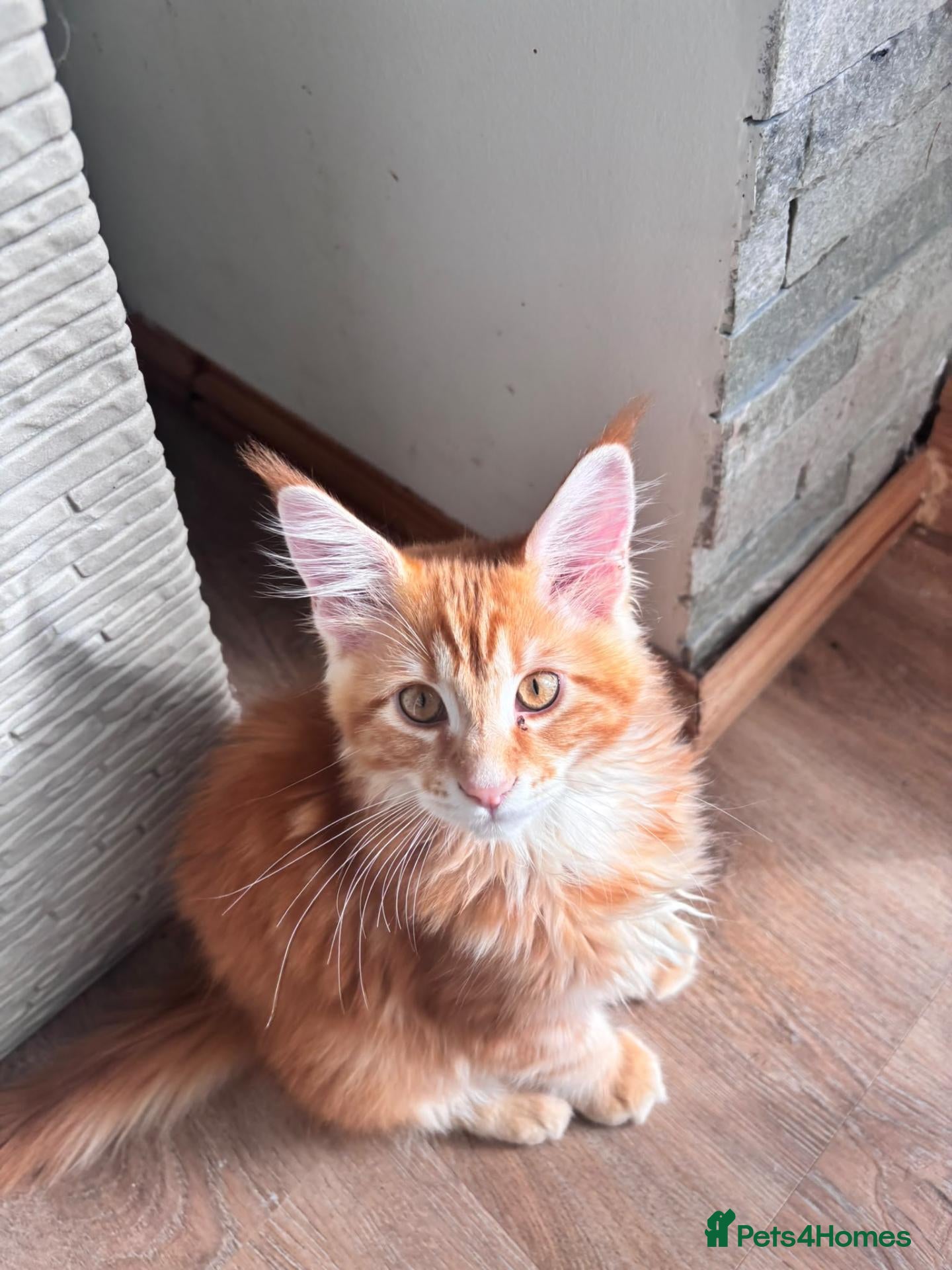 Maine Coon cats Maine coon kitten for sale - Advert 2