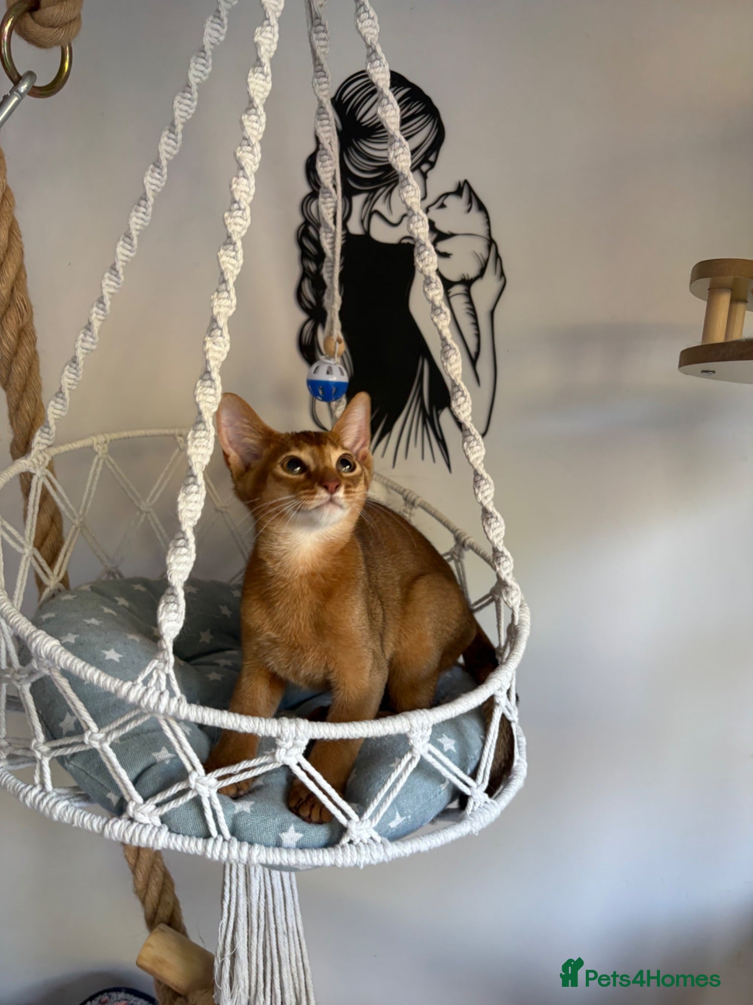 Abyssinian cats Beautiful abyssinian kittens - Advert 2