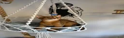 Abyssinian cats for sale: Beautiful abyssinian kittens - Advert 17