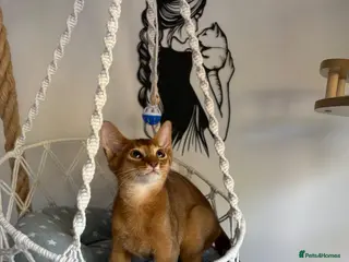 Abyssinian cats Beautiful abyssinian kittens - Advert 3