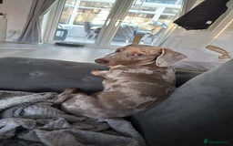 Miniature Dachshund dogs for sale: Isobel Dapple miniature daschund  - Image 2