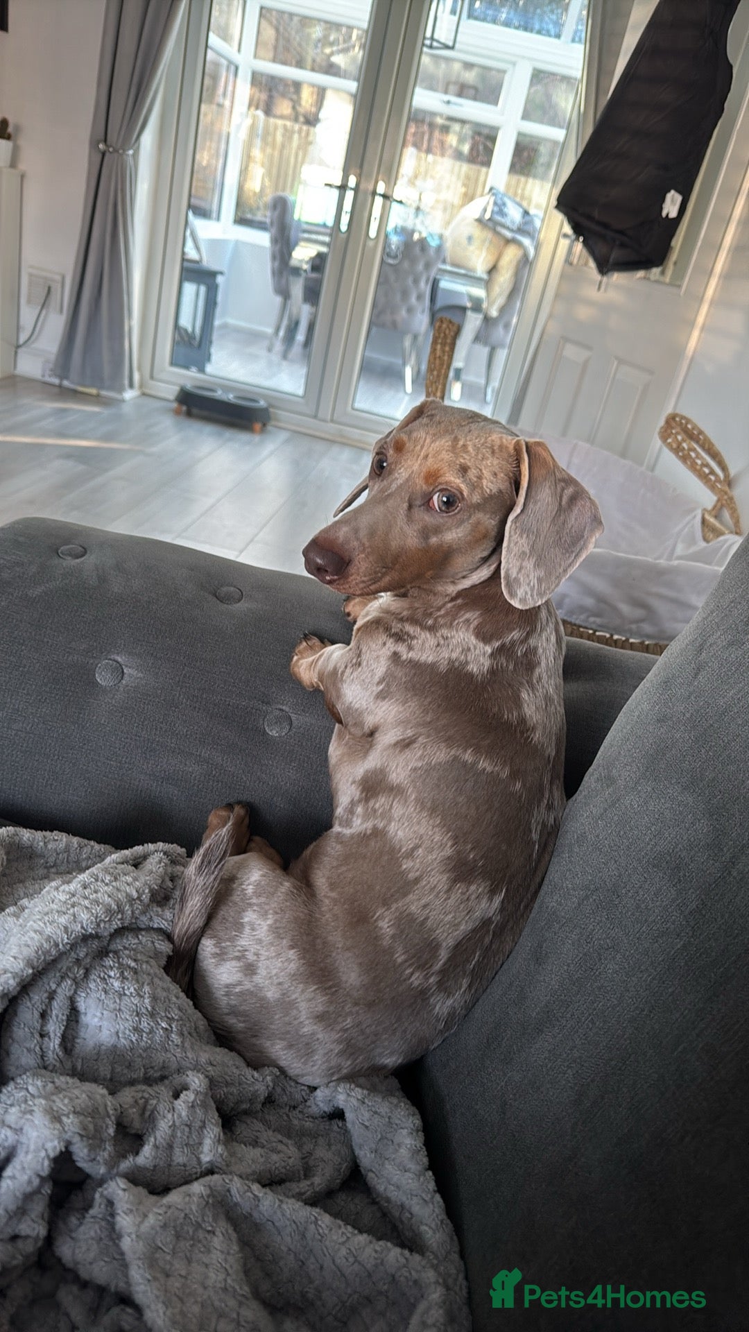 Miniature Dachshund dogs for sale: Isobel Dapple miniature daschund  - Image 2