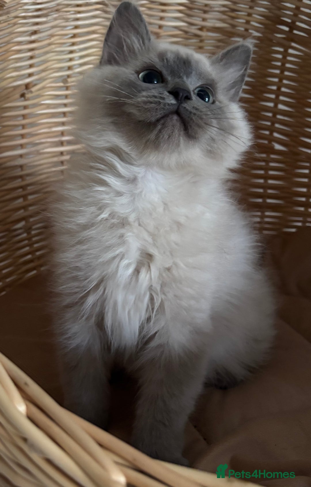Ragdoll cats for sale: Beautiful blue mink colourpoint boy tica reg - Advert 4