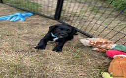 Cocker Spaniel dogs for sale: Working Cocker Spaniel puppies - Image 10