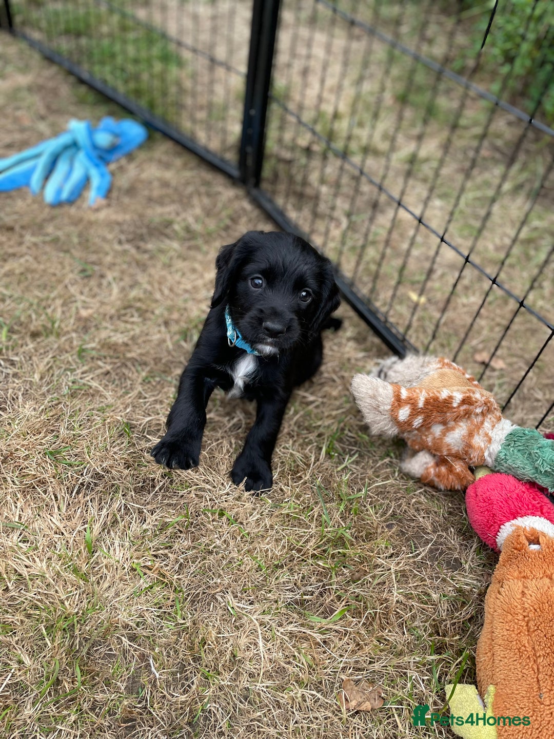 Cocker Spaniel dogs for sale: Working Cocker Spaniel puppies - Image 10