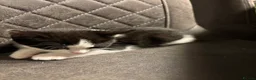 Domestic Shorthair cats for sale: Tuxedo kittens - Advert 7