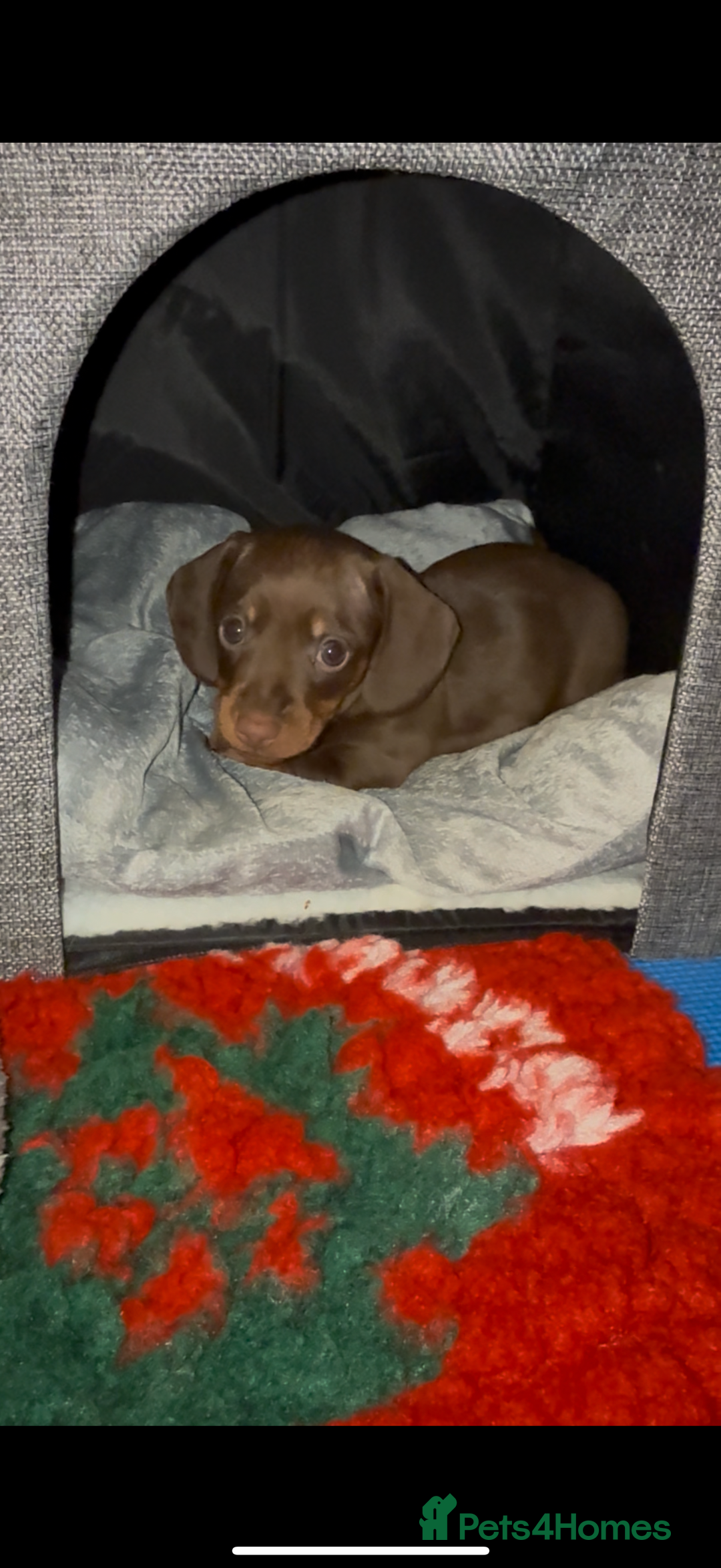 Miniature Dachshund dogs for sale: 🐾🌟KC Reg Miniature Dachshund Puppies🌟🐾 - Advert 30