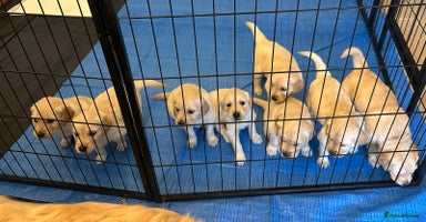 Golden Retriever dogs - Advert 5