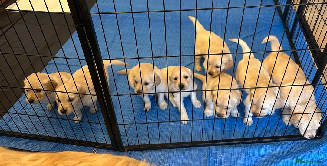 Golden Retriever dogs for sale: Beautiful pedigree Golden Retriever puppies  - Image 2