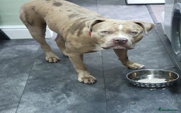 Mixed Breed dogs for sale: Looking for a new home - Image 6
