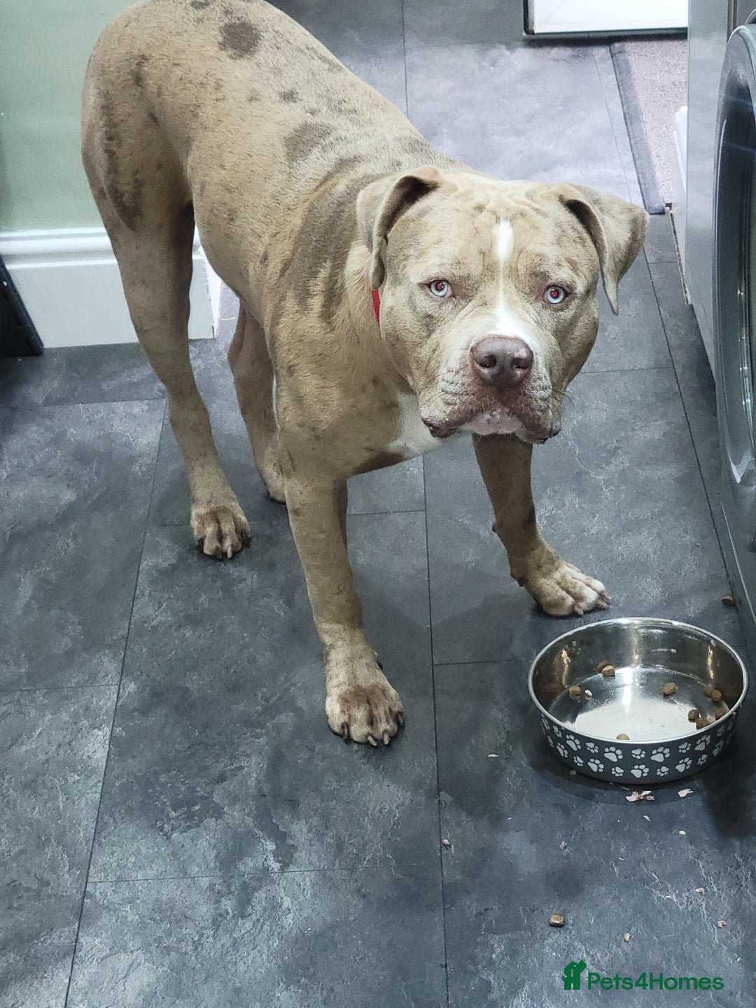 Mixed Breed dogs for sale: Looking for a new home - Image 6