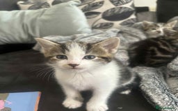 Domestic Shorthair cats for sale: Beautiful babies - Image 1