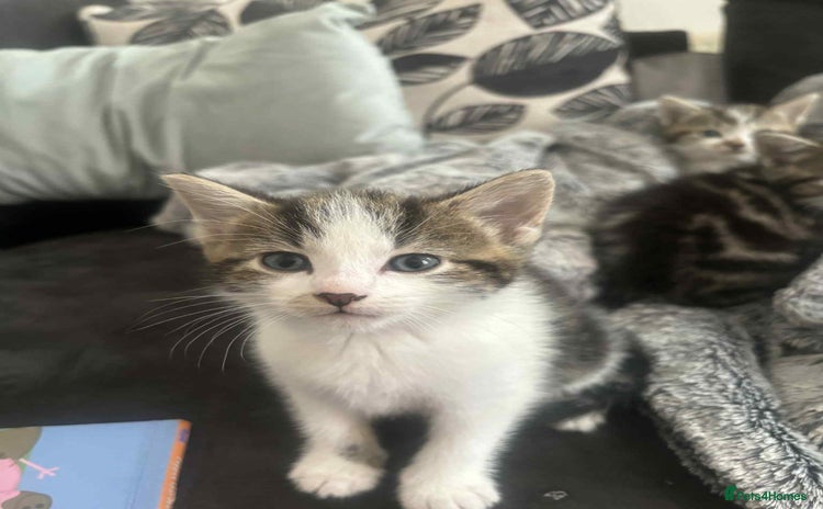 Domestic Shorthair cats - Advert 1