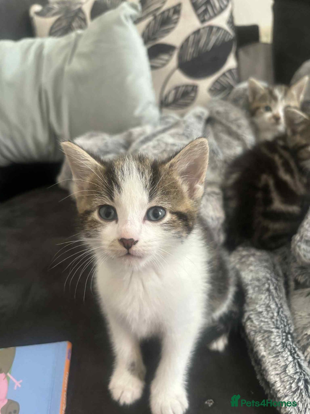 Domestic Shorthair cats for sale: Beautiful babies - Image 1