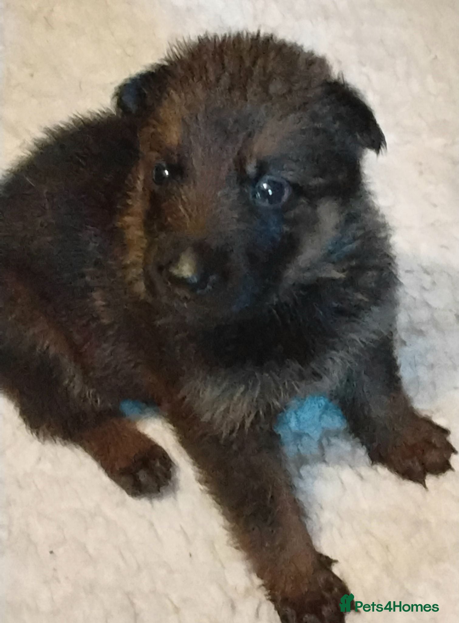 German Shepherd dogs K.C. reg GSD pups - Advert 1