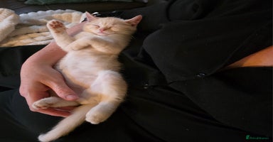 British Shorthair cats - Advert 5