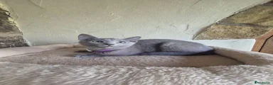 Russian Blue 3