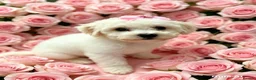 Bichon Frise dogs for sale: Pedigree Bichon Frise puppies  in Birmingham - Advert 5
