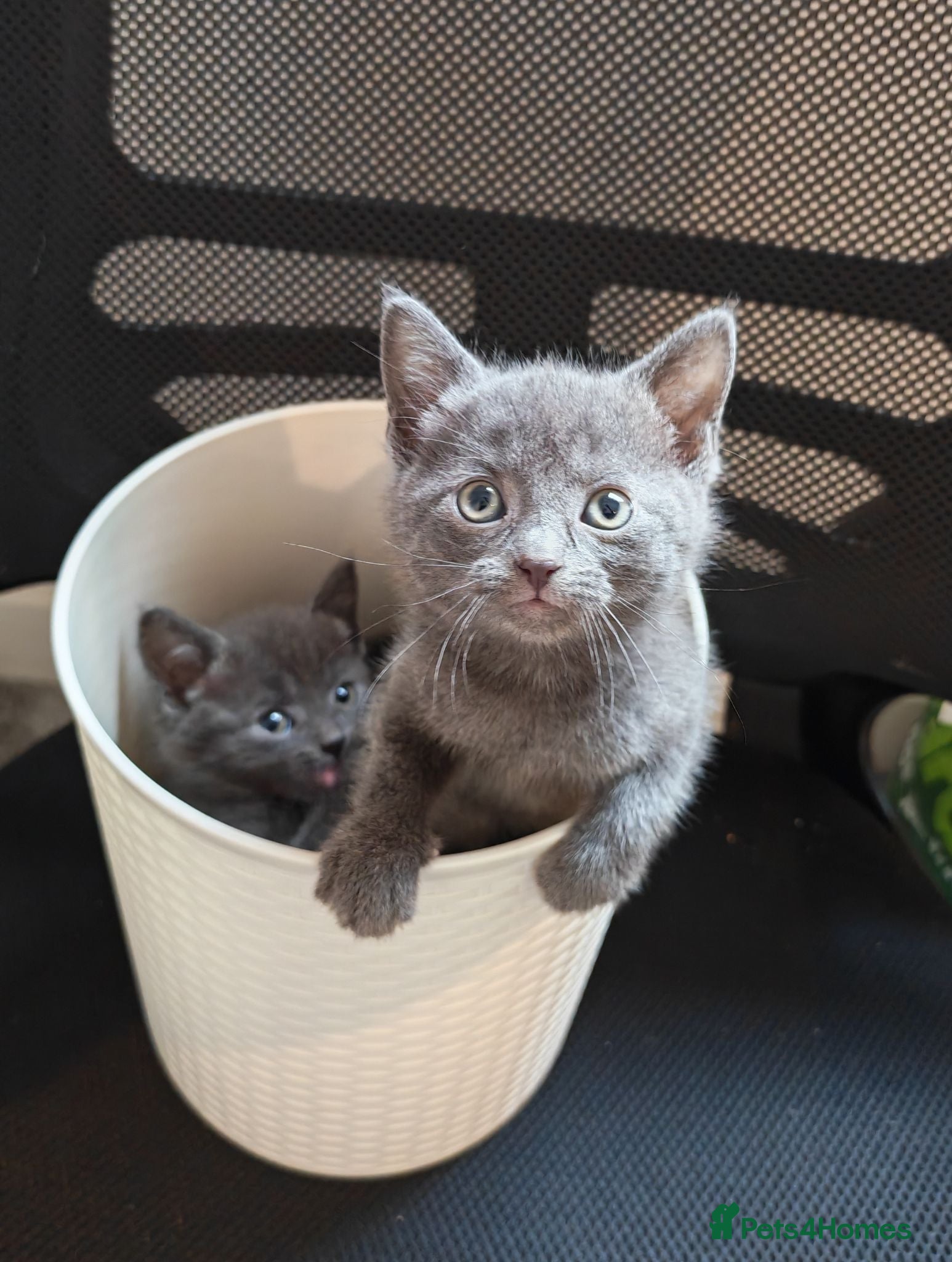 Mixed Breed cats Russian blue mix girl kittens  - Advert 12