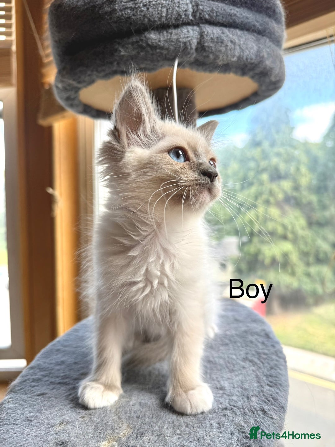 Ragdoll cats for sale: 4 beautiful ragdoll kittens  - Image 18