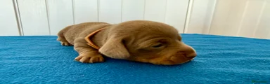 Miniature Dachshund Puppy 3