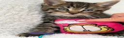 Mixed Breed cats for sale: Tabby male kittens  - Advert 17