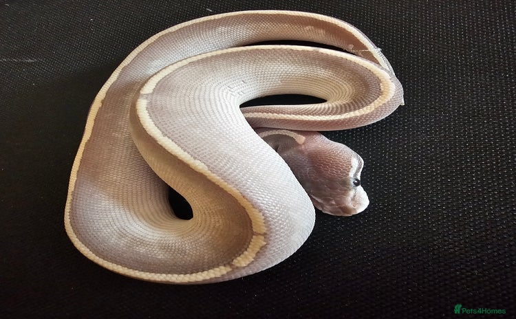 Python Snake reptiles - Advert 1