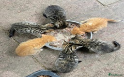 Domestic Shorthair cats for sale: Gorgeous 1/2 Bengals kittens - Image 1