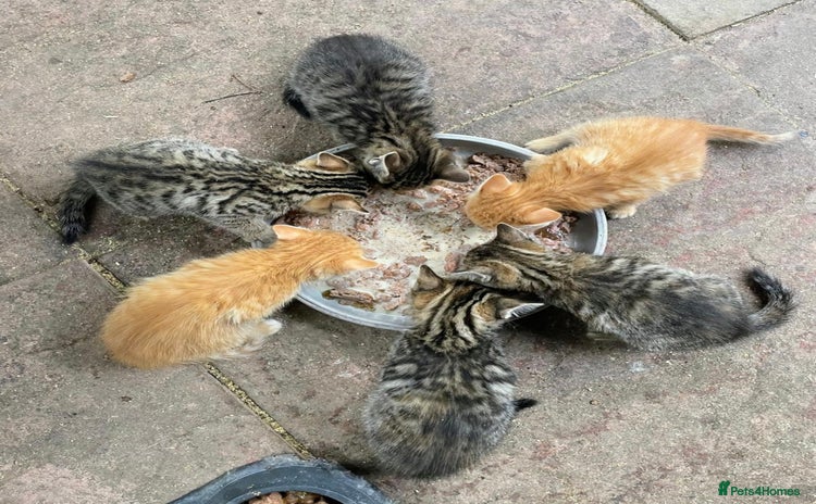 Domestic Shorthair cats - Advert 1