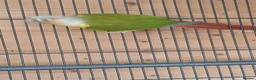 Conures birds for sale: Pair conure pineapple  - Advert 2