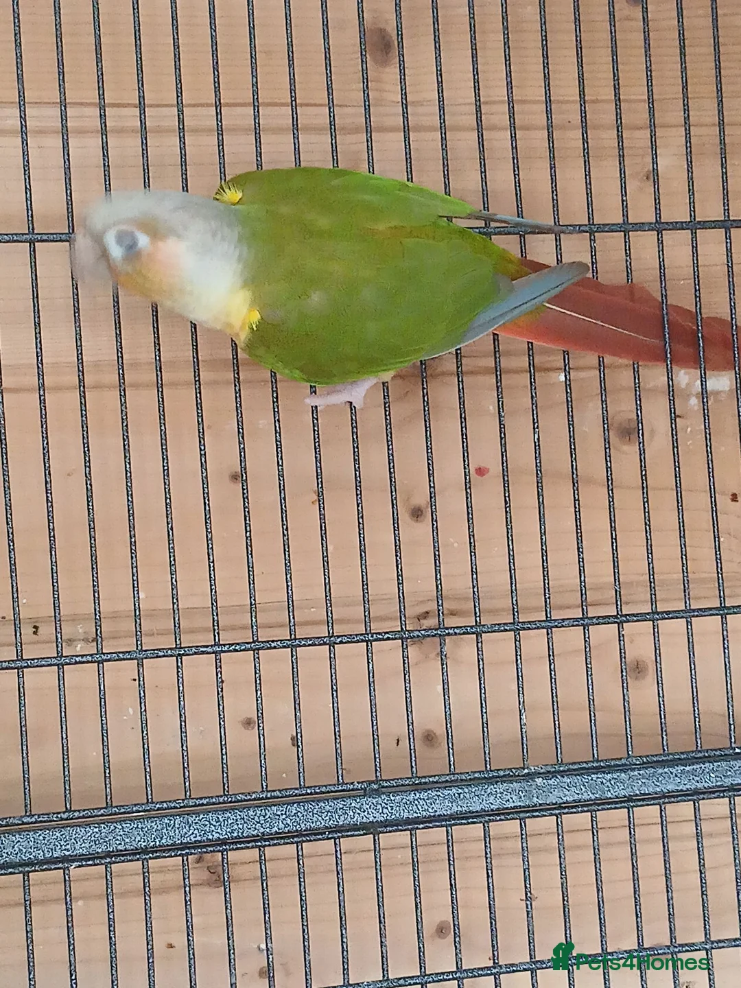 Conures birds for sale: Pair conure pineapple  - Advert 2