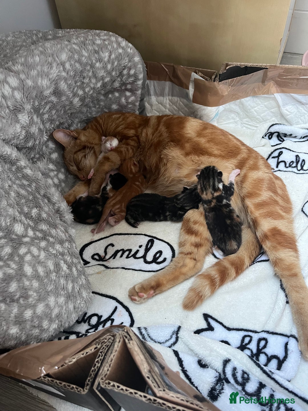 Mixed Breed cats for sale: 2 beautiful kittens full ginger and tortoise shell - Image 8