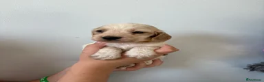 Cocker Spaniel 4