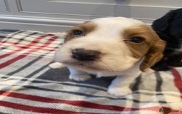 Cocker Spaniel dogs for sale: Cocker Spaniel puppies - Image 15