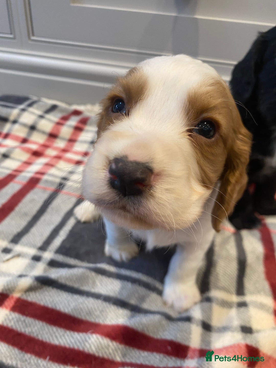 Cocker Spaniel dogs for sale: Cocker Spaniel puppies - Image 15
