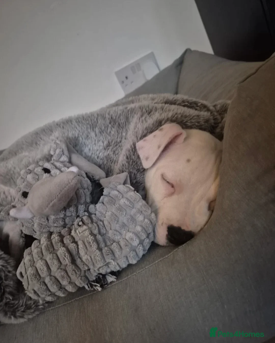 Mixed Breed dogs for sale: Staaff x American Bulldog - Advert 6