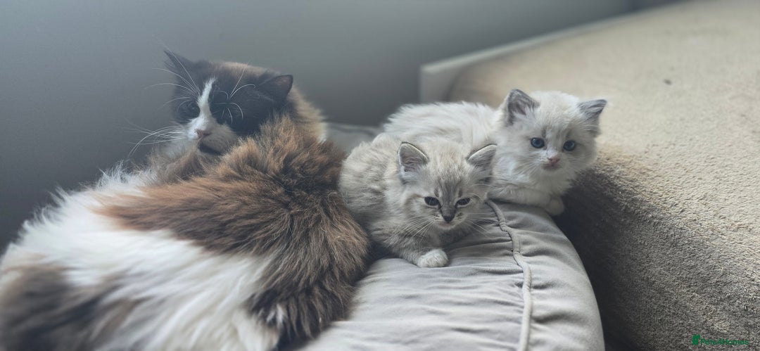 Ragdoll cats for sale: Pedigree Tica Boys Ragdoll  - Image 6