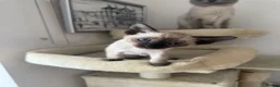 Siamese cats for sale: 5 Siamese kittens  - Advert 10