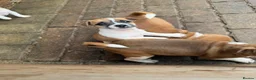 Jack Russell dogs for sale: Jack Russell puppies for sale - Advert 7