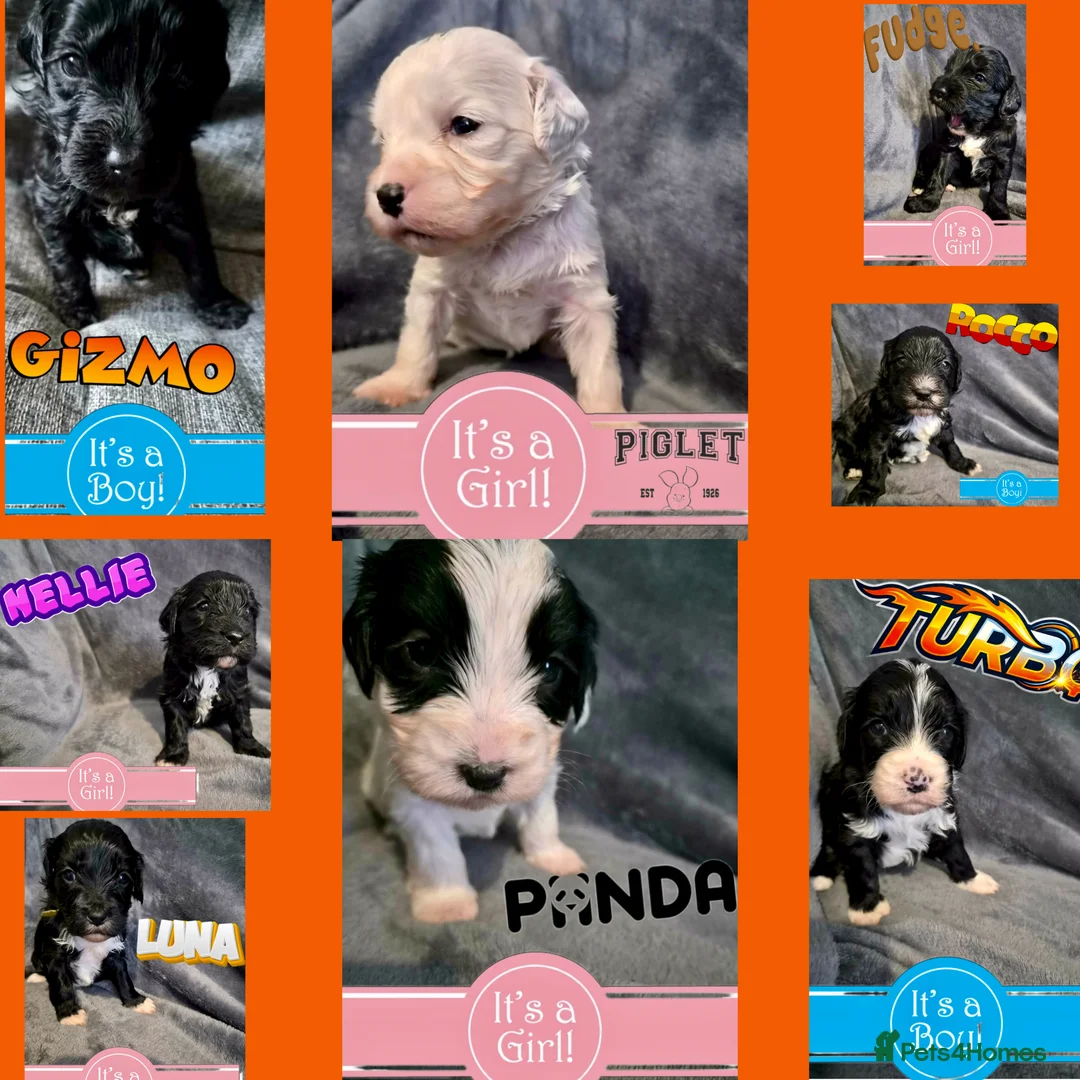 Cockapoo dogs for sale: Stunning tuxedo Cockapoo Puppies  - Advert 1