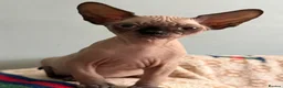 Sphynx cats for sale: Horus 😻 Sphynx Boy – Ready for His Home - Advert 7