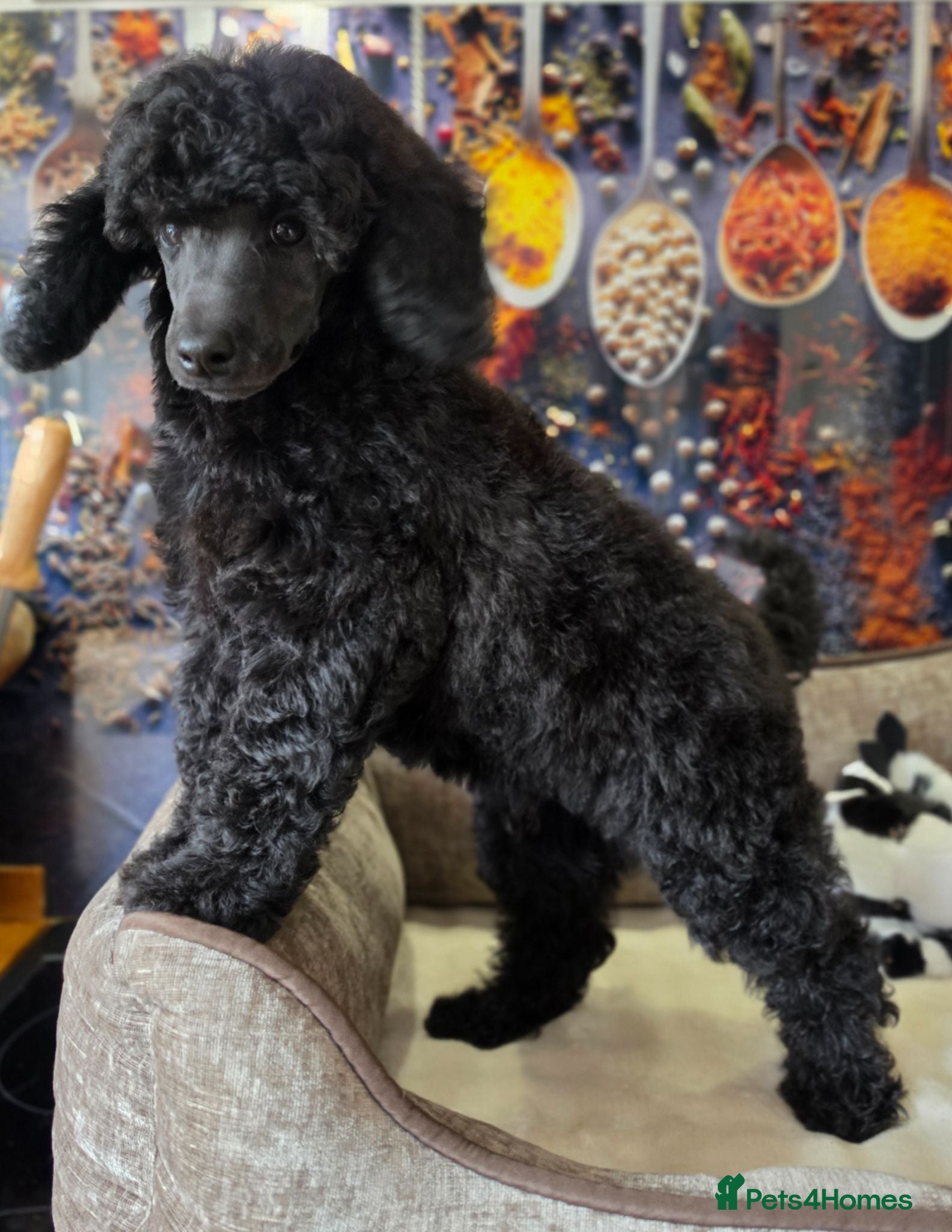 Miniature Poodle dogs Moyen poodle ready now 💙 - Advert 1