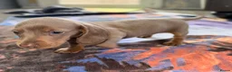 Miniature Dachshund dogs for sale: Beautiful miniature dachshund pups.  - Advert 22
