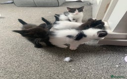 Ragdoll cats for sale: Ragdoll X - Image 8