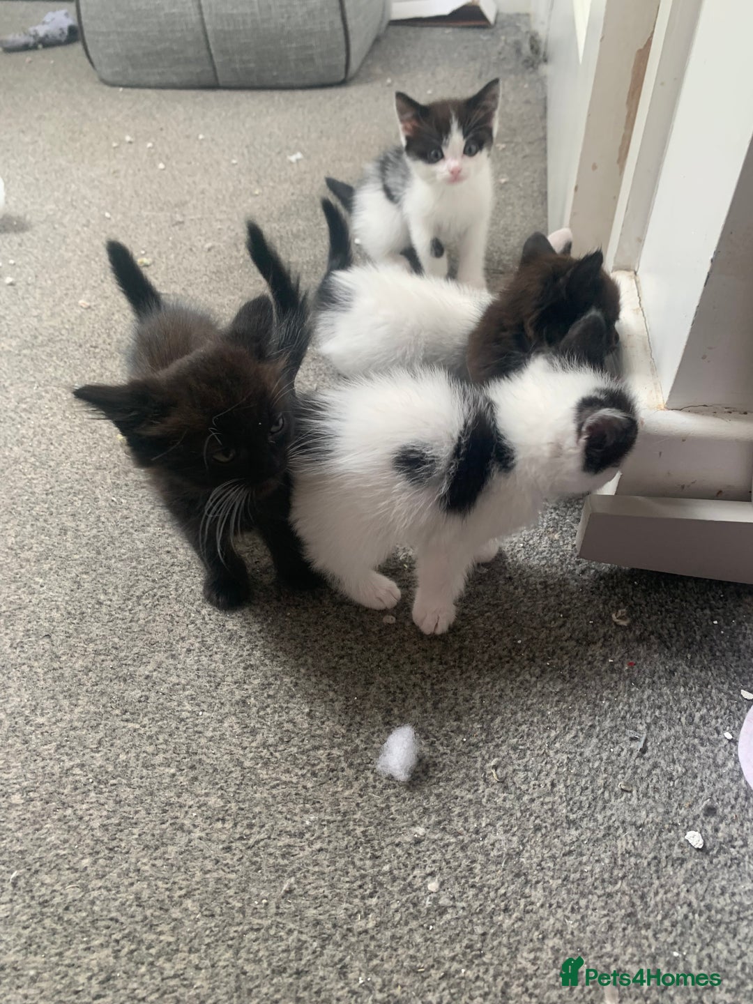 Ragdoll cats for sale: Ragdoll X - Image 8